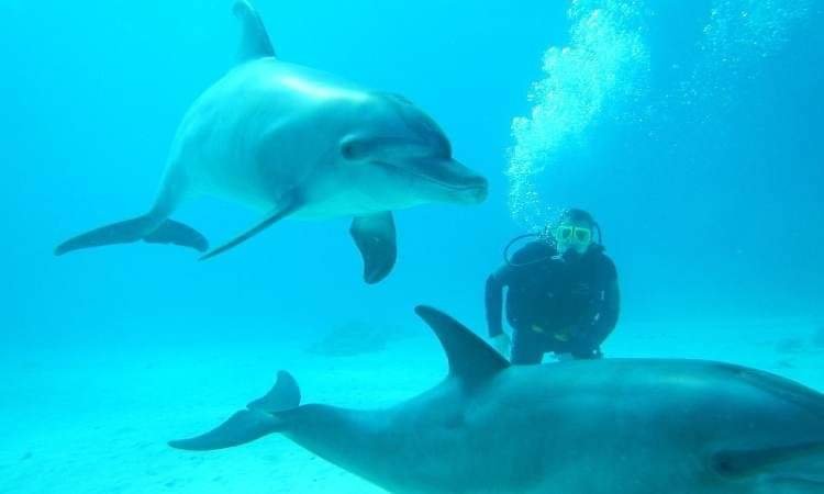 dolphinhouse-hurghada.com