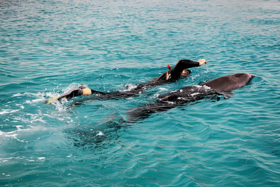 8-Hour Samadai Dolphin House Marsa Alam Adventure With Snorkeling, Lunch & Refreshments