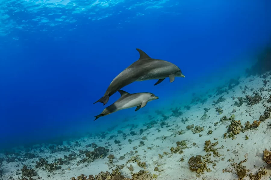 8-Hour Sataya Reefs Dolphin House Marsa Alam with Snorkeling, Lunch & Refreshments