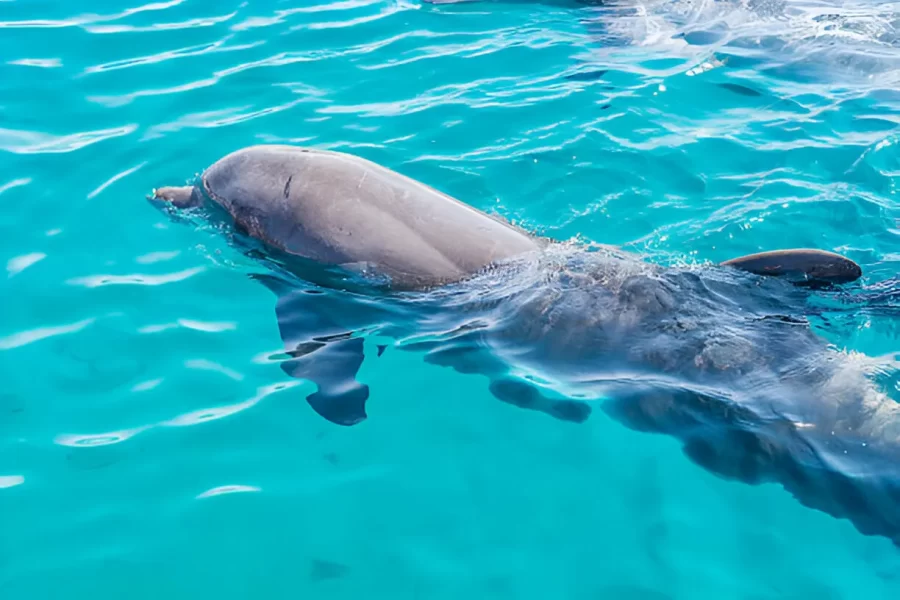 Dolphin House Hurghada