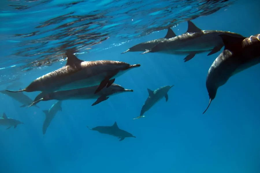 Hurghada Dolphin House