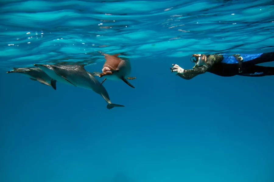 Hurghada 7-Hour Dolphin House by Shared Boat with Private Transfers, Lunch & Drinks